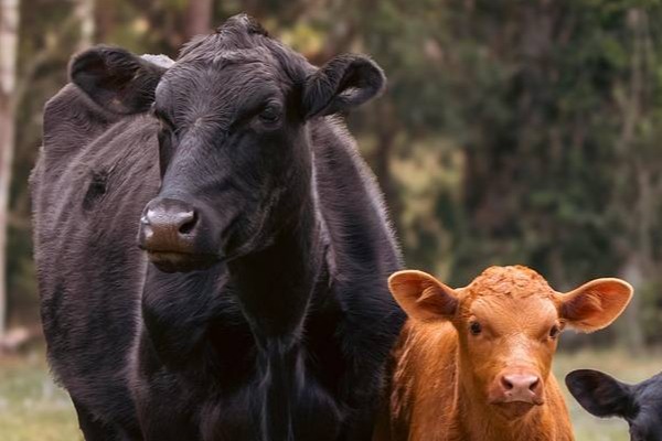 Srbija, polako ali sigurno, menja profil stočarstva