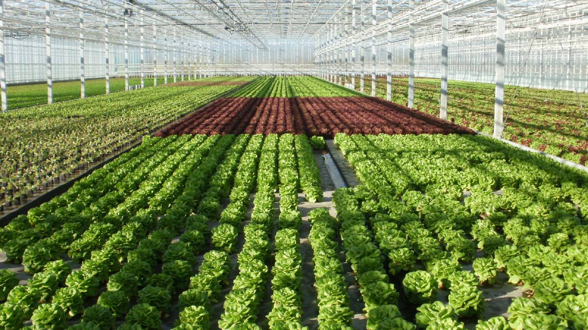 2026-grow-rasad.jpg (205 KB)