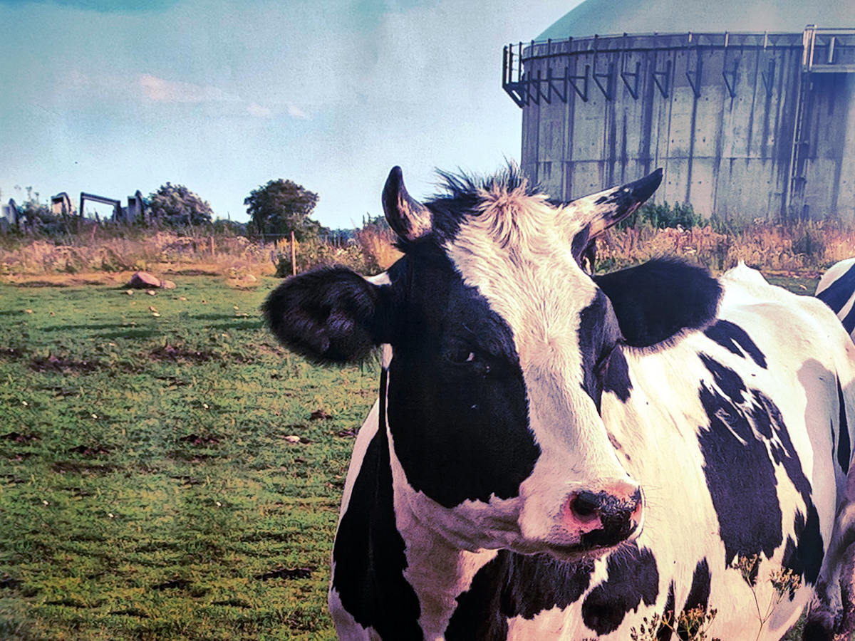 2023-biogas-postrojenje-krava.jpg (230 KB)
