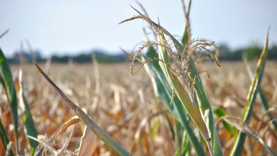 2022-kukuruz-susa.jpg (80 KB)