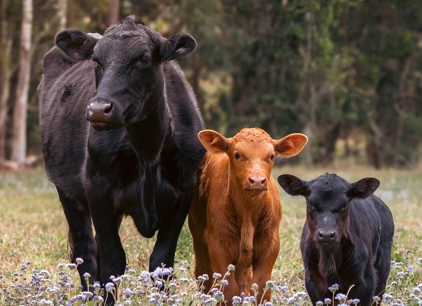 2025-krave-junad.jpg (75 KB)