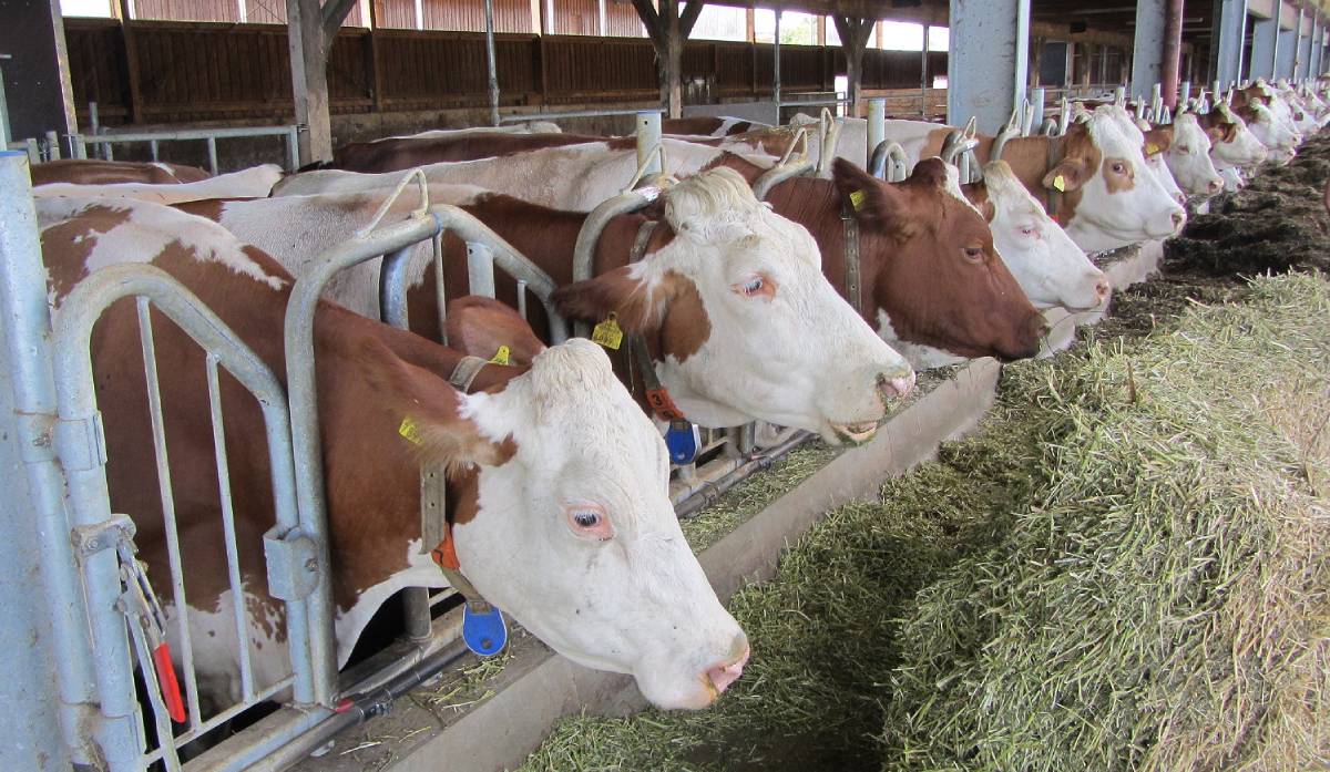 2026-krave-farma.jpg (158 KB)