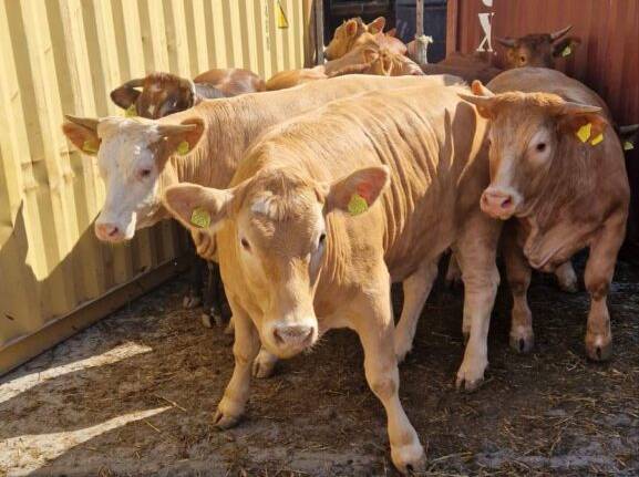 2026-stoka-Bar.jpg (43 KB)