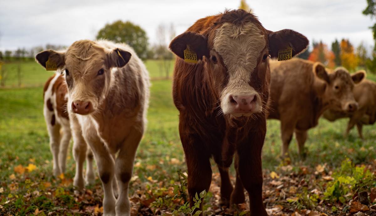 2026-telad-livada.jpg (88 KB)