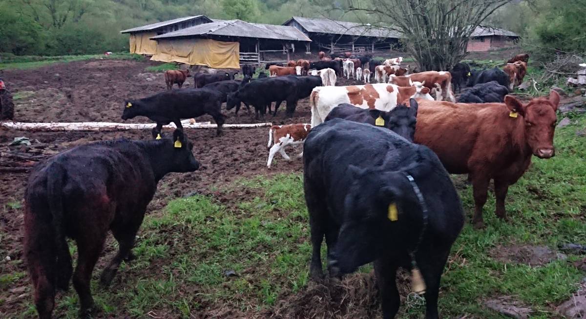 2026-tovna-goveda-farma.jpg (133 KB)