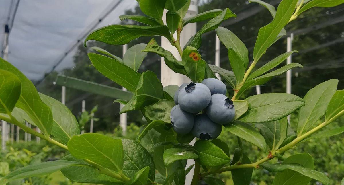 2026-Duke-borovnica 2026-Duke-borovnica.jpg (91 KB)