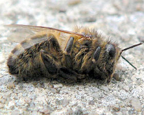 Milioni uginulih pčela u BiH