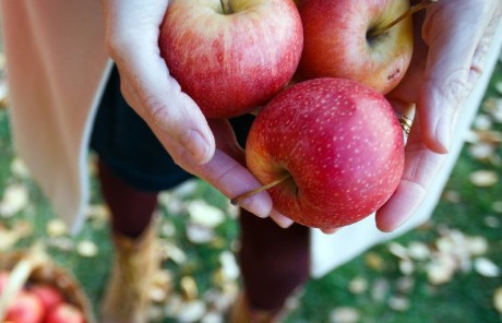 Kako se bliži Interpoma, Prognosfruit ukazuje na smanjene prinose jabuka u Evropi