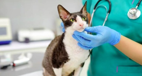 Kućni ljubimci zavladali veterinarskom praksom
