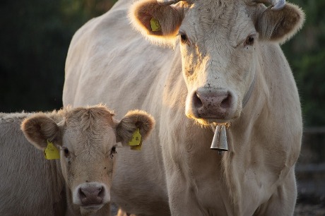 Agroprofit: HITNO oformiti Upravu za stočarstvo