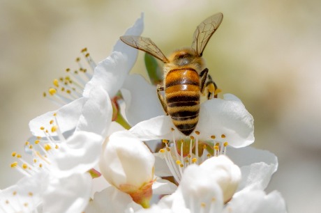 Kako sačuvati pčele i druge korisne insekte tokom cvetanja voća