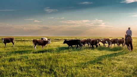 Puna usta stočarstva a žmuri se na preoravanje pašnjaka
