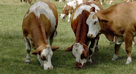 Razlozi za definisanje novog statusa pašnjaka u Srbiji