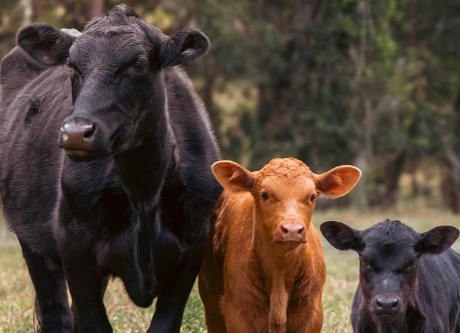 Srbija, polako ali sigurno, menja profil stočarstva