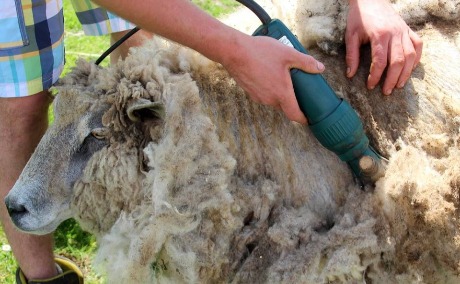 Biološki vredno đubrivo od ovčije vune 