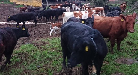 Između „mlečnog puta“ i slepog koloseka: Zašto država koči srpsko tovno govedarstvo?