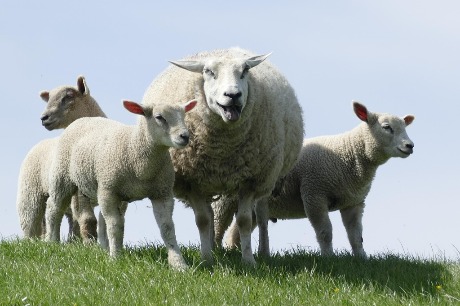 Izvoz 40.000 jagnjadi čeka državni pečat