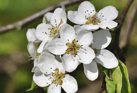 Voćke se dobro spremile za novu sezonu, biti spreman za zaštitu od mraza