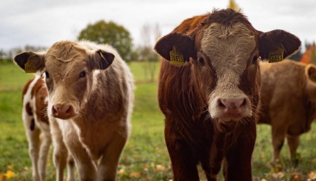 Agroservis: Cena teladi dostigla i 1.000 din/kg
