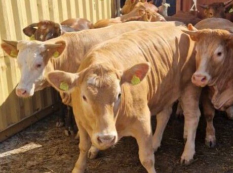 Stočari:  HITNO izgradite luku na Dunavu za utovar goveda i ovaca