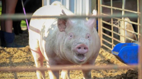 Evropski viškovi prazne srpske obore: Farmeri u minusu, dok je roba u rafovima i dalje skupa