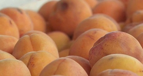 Kajsije boje sunca i obraza: Kako opstaje voćar kada se cene voća obruše