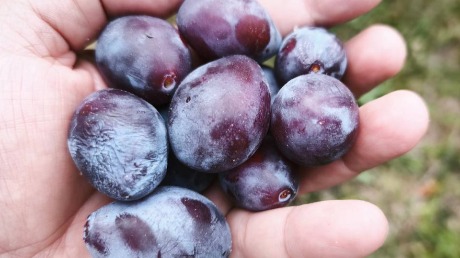 Miris tradicije u čašici: Osnovno što treba da znate o uzgoju i pravoj vrednosti šljive crvene ranke