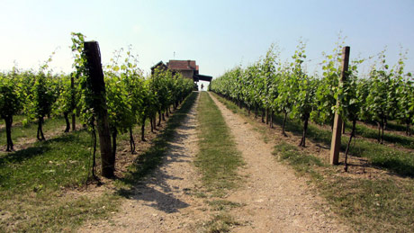 Dunavska vinska ruta kao turistički i kulturni brend