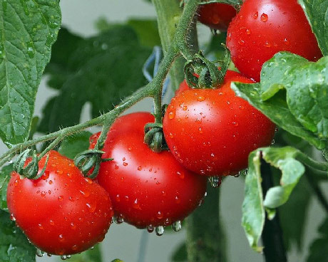 Cvetanović: Pijačna cena paradajza od 70 dinara - realna