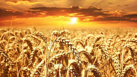 Dobar rod i omikron oborili globalne fjučerse pšenice