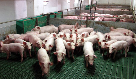 Drastičan pad proizvodnje svinja
