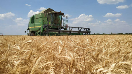 Kvote “zazidale” pšenicu u silosima. Gde uskladištiti nov rod?