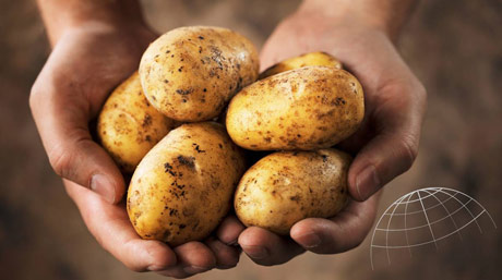 Globalno tržište krompira: manja proizvodnja i veće cene