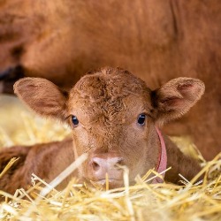 Racionalno koristimo antibiotike u stočarstvu 
