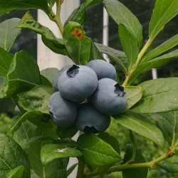 Vetar u leđa srpskim voćarima – Više novca za nove zasade i povratak jagode na listu prioriteta 