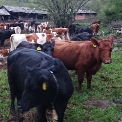 Između „mlečnog puta“ i slepog koloseka: Zašto država koči srpsko tovno govedarstvo?