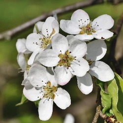 Voćke se dobro spremile za novu sezonu, biti spreman za zašitu od mraza