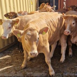 Stočari:  HITNO izgradite luku na Dunavu za utovar goveda i ovaca