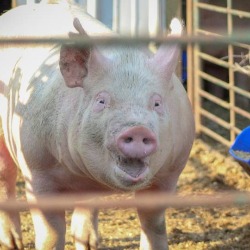 Evropski viškovi prazne srpske obore: Farmeri u minusu, dok je roba u rafovima i dalje skupa