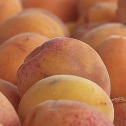 Kajsije boje sunca i obraza: Kako opstaje voćar kada se cene voća obruše