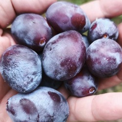 Miris tradicije u čašici: Osnovno što treba da znate o uzgoju i pravoj vrednosti šljive crvene ranke