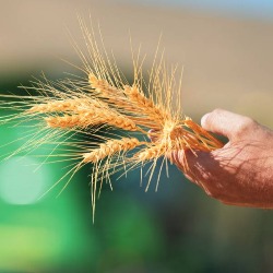 KITE DOO - Formule za rekordan prinos pšenice: Od preciznog uzorkovanja zemljišta do vrhunskog sortimenta 