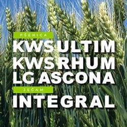 SC Seeds – od pravog izbora semena do sigurnog rezultata na njivi