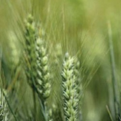 Pšenica između rekordnih zaliha i ratne krize: Koju cenu da očekujemo u narednim mesecima?
