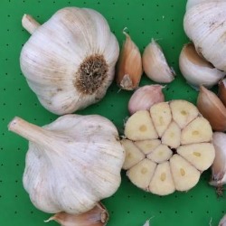 Uspešna proizvodnja belog luka počinje u jesen
