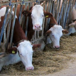 Poljoprivrednici na Novom Zelandu će biti oporezovani zbog emitovanja metana njihovih krava i ovaca