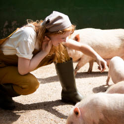 ASF u Italiji: Skoro 35.000 svinja ubijeno na severu