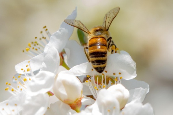 Kako sačuvati pčele i druge korisne insekte tokom cvetanja voća