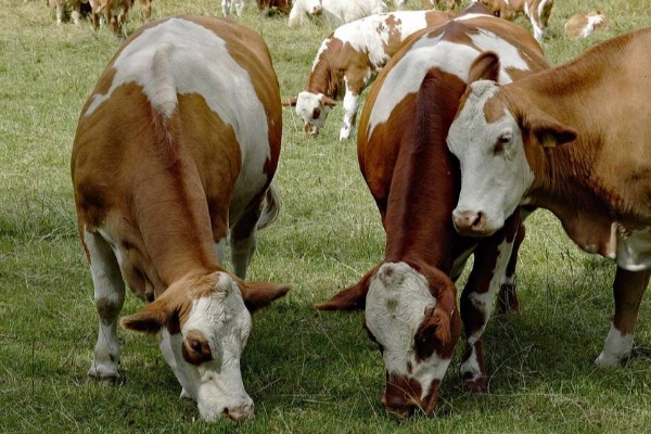 Razlozi za definisanje novog statusa pašnjaka u Srbiji