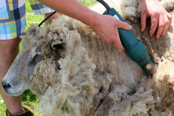 Biološki vredno đubrivo od ovčije vune 